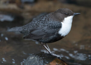 Vandstær - Flynder Å februar 2024