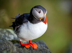 Lunde. Runde 11. juni 2024