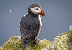 Lunde. Runde 11. juni 2024