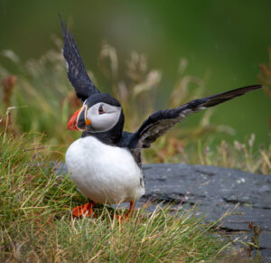 Lunde. Runde 11. juni 2024