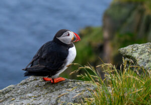 Lunde. Runde 11. juni 2024