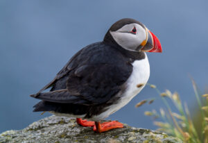 Lunde. Runde 11. juni 2024