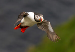 Lunde. Runde 11. juni 2024