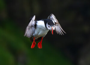 Lunde. Runde 11. juni 2024