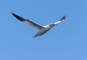 Sule. Runde 12. juni 2024