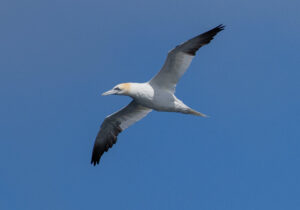 Sule. Runde 12. juni 2024