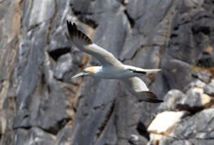 Sule. Runde 12. juni 2024