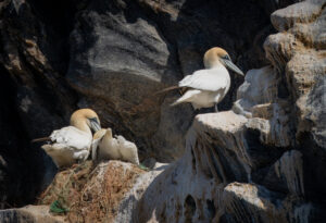 Sule. Runde 12. juni 2024