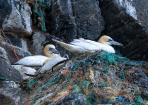 Sule. Runde 12. juni 2024