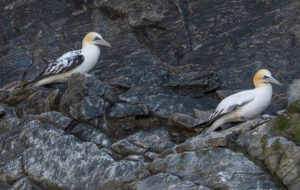 Sule. Runde 12. juni 2024