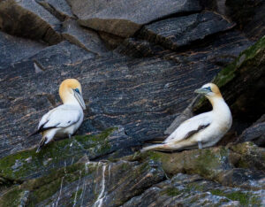 Sule. Runde 12. juni 2024