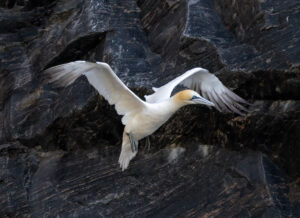 Sule. Runde 12. juni 2024