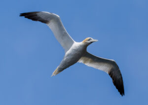 Sule. Runde 12. juni 2024