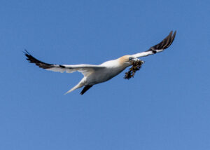 Sule. Runde 12. juni 2024