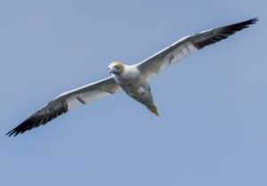 Sule. Runde 12. juni 2024