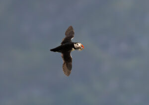 Lunde. Runde den 12. juni 2024