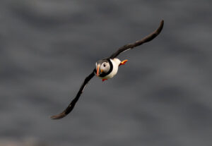 Lunde. Runde den 12. juni 2024