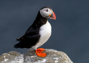 Lunde. Runde den 12. juni 2024