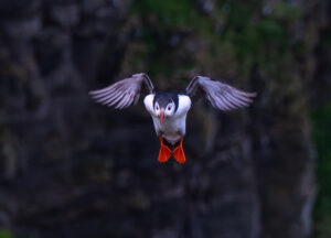 Lunde. Runde den 12. juni 2024