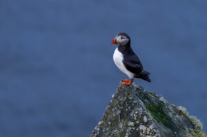 Lunde. Runde den 12. juni 2024