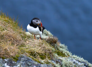 Lunde. Runde den 12. juni 2024
