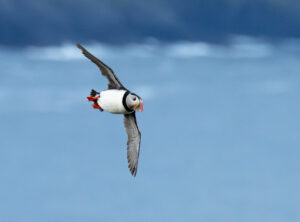 Lunde. Runde den 12. juni 2024