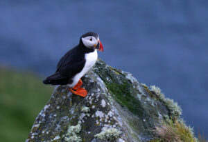 Lunde. Runde den 12. juni 2024