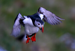 Lunde. Runde den 12. juni 2024