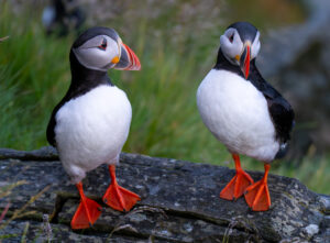 Lunde. Runde den 12. juni 2024