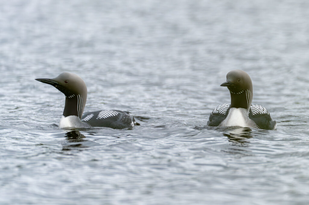 Sortstrubet Lom. Fokstumyra 14. juni 2024
