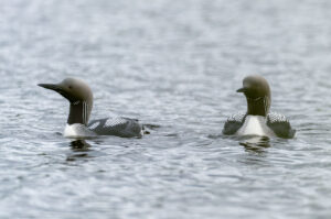 Sortstrubet Lom. Fokstumyra 14. juni 2024