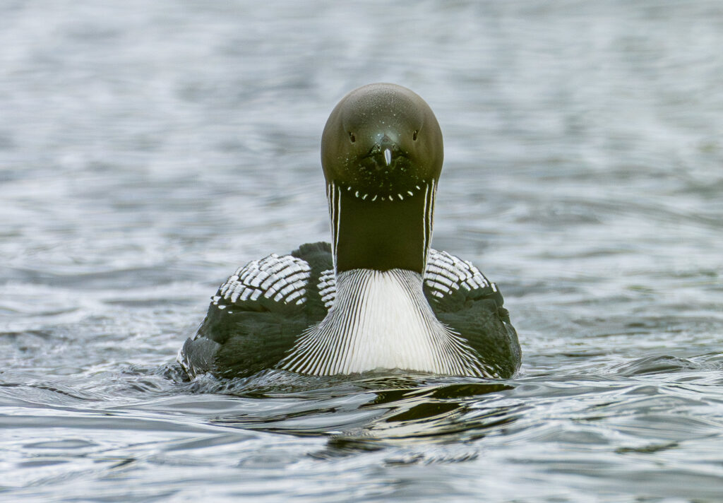 Sortstrubet Lom. Fokstumyra 14. juni 2024