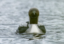 Sortstrubet Lom. Fokstumyra 14. juni 2024