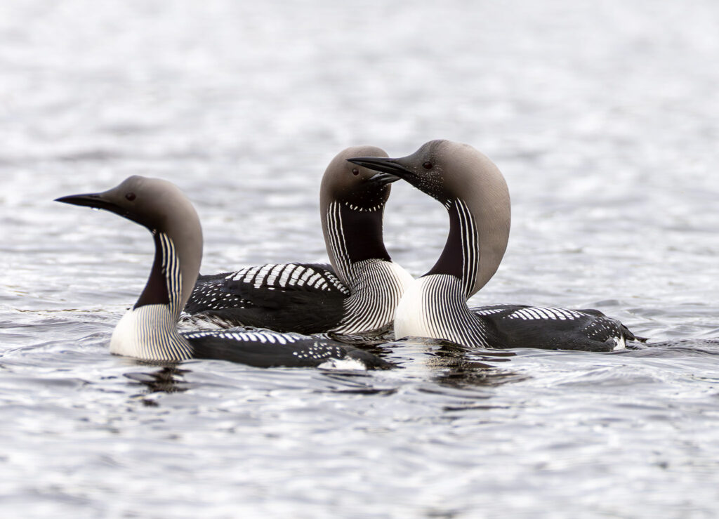 Sortstrubet Lom. Fokstumyra 14. juni 2024