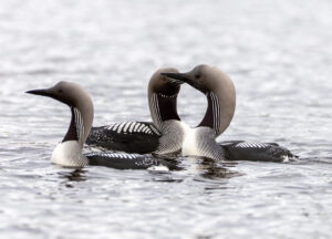 Sortstrubet Lom. Fokstumyra 14. juni 2024