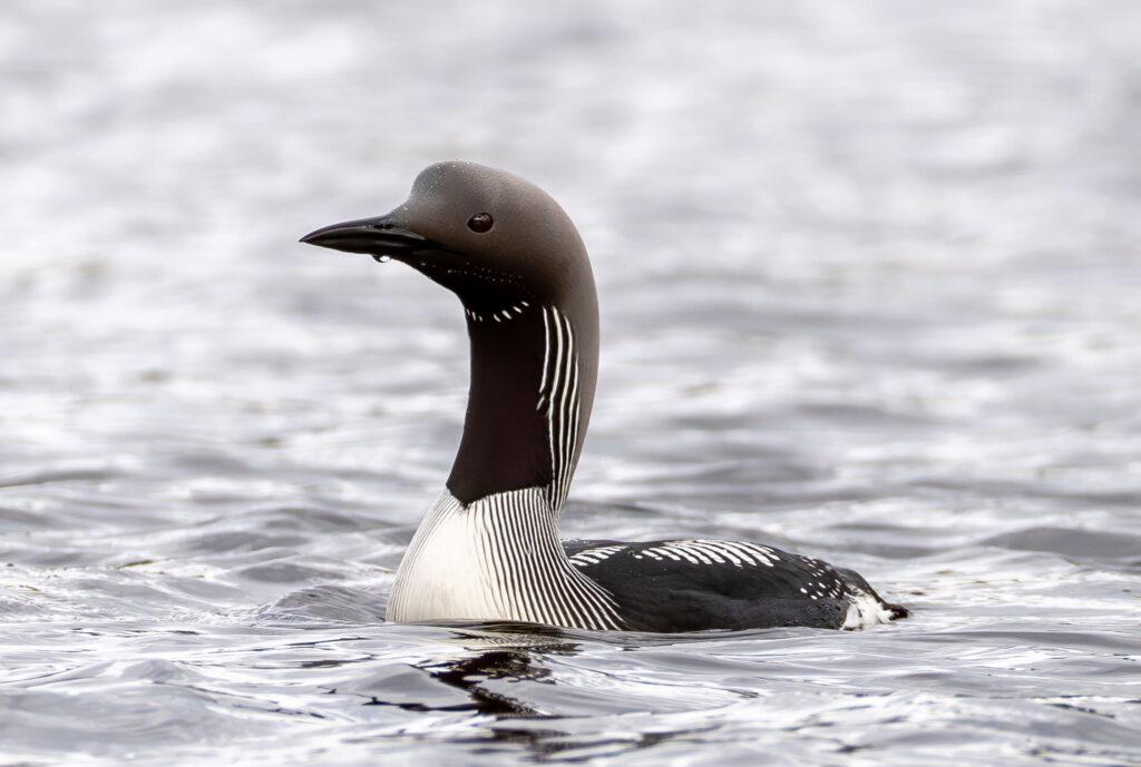 Sortstrubet Lom. Fokstumyra 14. juni 2024