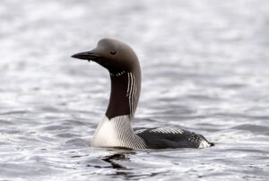 Sortstrubet Lom. Fokstumyra 14. juni 2024