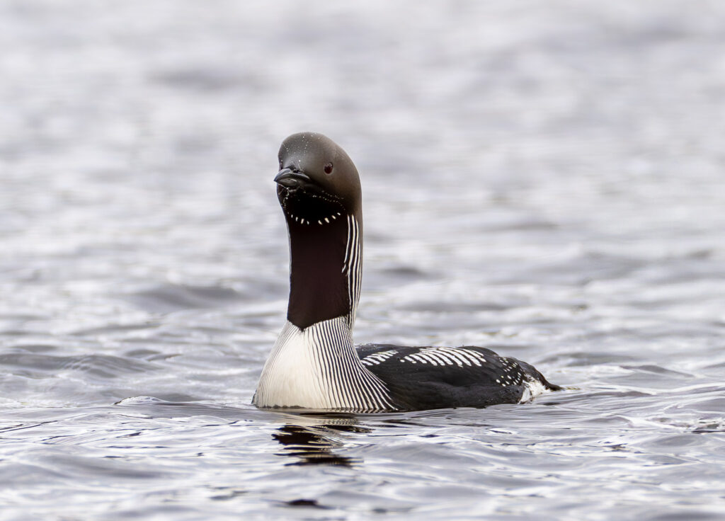 Sortstrubet Lom. Fokstumyra 14. juni 2024