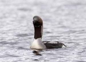 Sortstrubet Lom. Fokstumyra 14. juni 2024