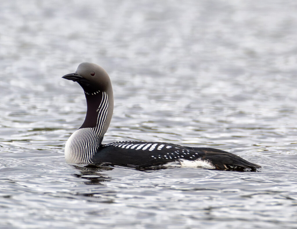 Sortstrubet Lom. Fokstumyra 14. juni 2024