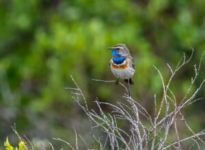 Blåhals. Fokstumyra 14. juni 2024