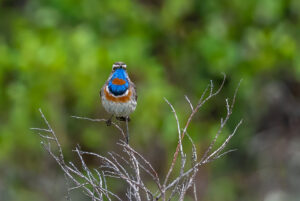 Blåhals. Fokstumyra 14. juni 2024