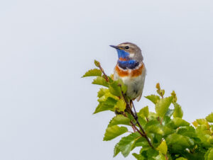 Blåhals. Fokstumyra 14. juni 2024