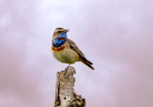 Blåhals. Fokstumyra 14. juni 2024