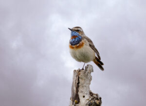 Blåhals. Fokstumyra 14. juni 2024