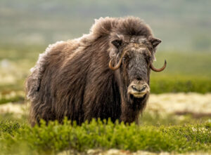 Moskusokse Dovrefjell juni 2024