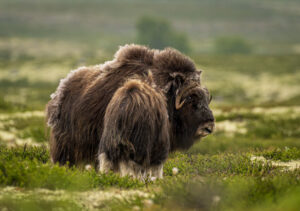 Moskusokse Dovrefjell juni 2024