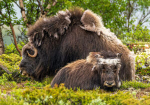 Moskusokse Dovrefjell juni 2024