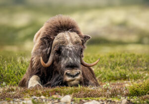 Moskusokse Dovrefjell juni 2024