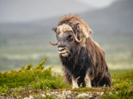 Moskusokse Dovrefjell juni 2024